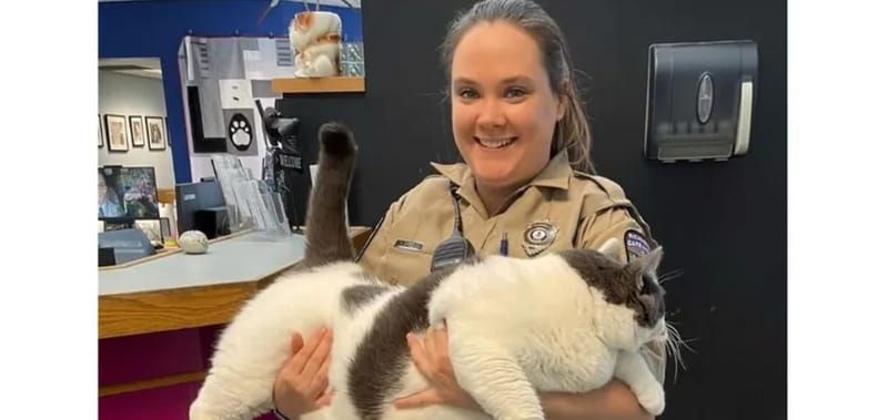 قط عملاق يبحث عن مربٍّ جديد.. كم يبلغ وزنه؟