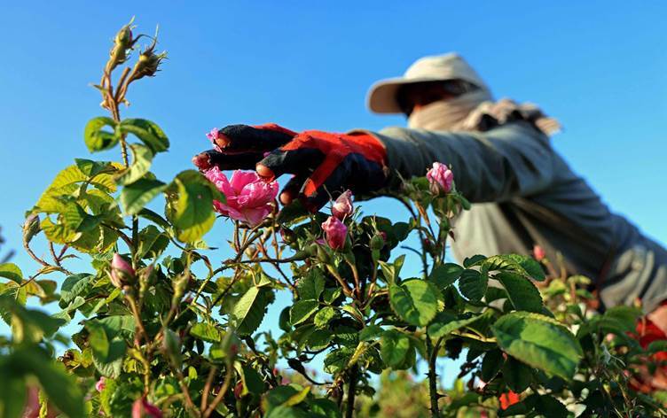 قطاف الوردة الشامية فخر مواسم قرية صغيرة شرق لبنان