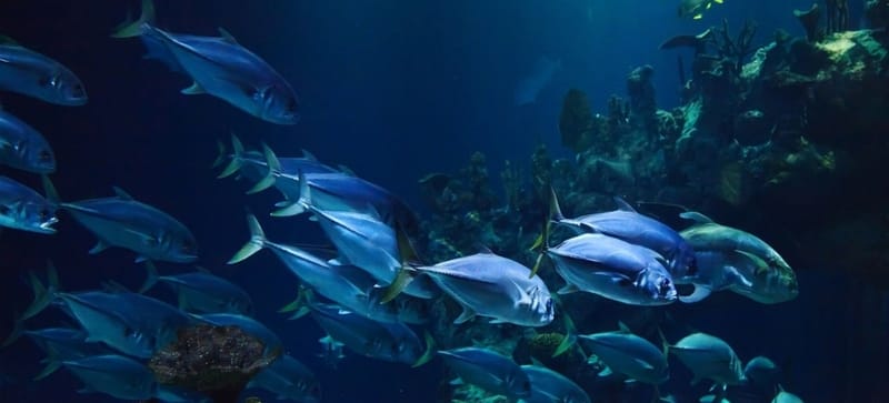 احترار المياه يؤدي لتغيرات غير متوقعة في الأسماك