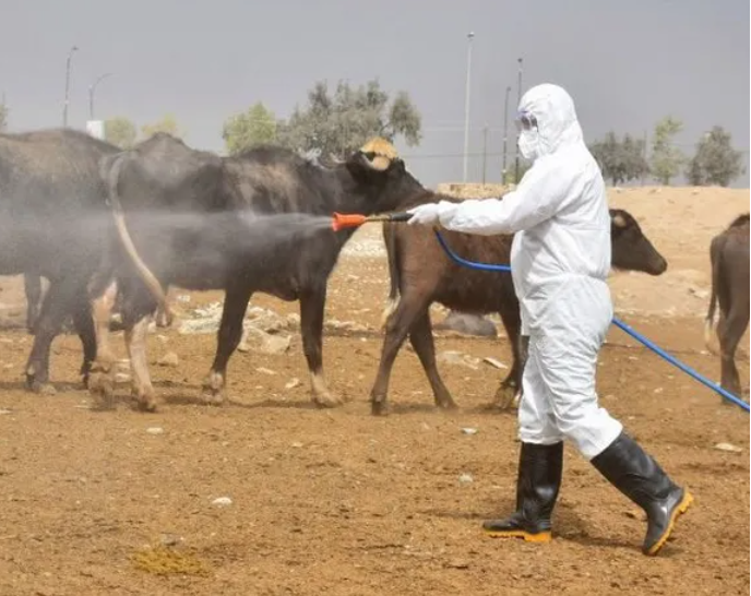 الحمى النزفية.. صحة كردستان تصدر حزمة توجيهات للقصابين والمواطنين