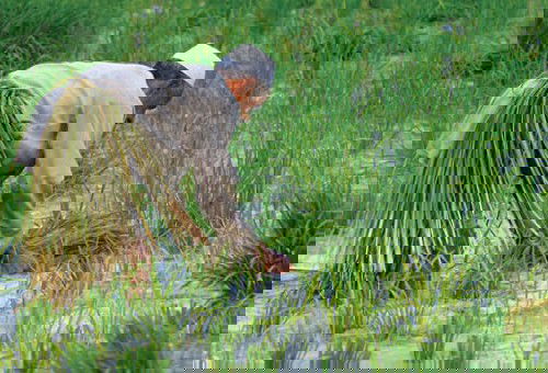 "العنبر" يودّع موائد العراقيين.. المياه لا تكفي