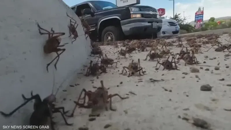 بالفيديو: علماء يكشفون سر "غزو الصراصير" لولاية أميركية