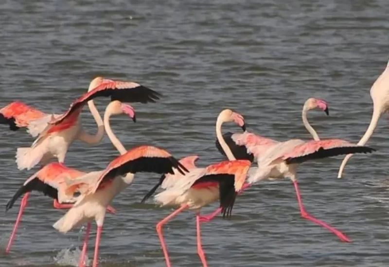 طيور الفلامنغو تهجر إسبانيا بسبب الجفاف
