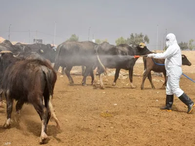 الصحة تعلن تقدماً في احتواء الحمى النزفية: العراق أفضل حالاً من الدول الأخرى