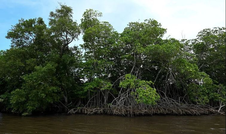 لمحاربة تغير المناخ.. العراق يلجأ لهذه الأشجار