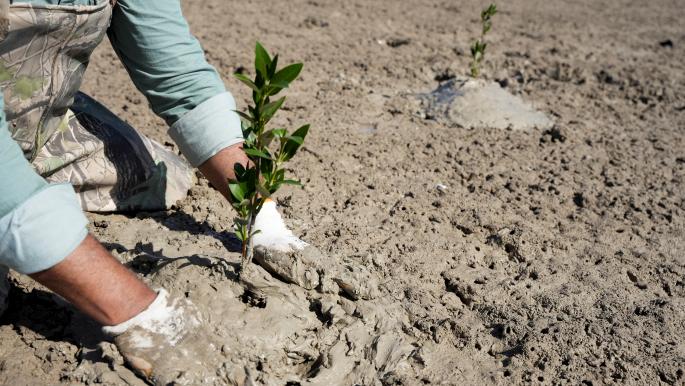 غابة مانغروف مرتقبة في جنوب العراق لمكافحة تغير المناخ