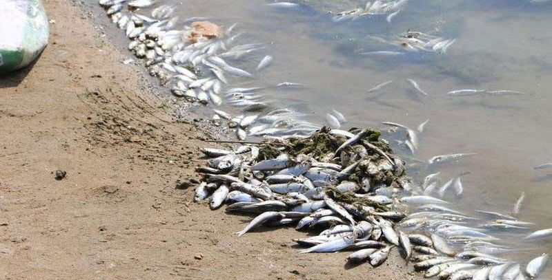 الزراعة تعلن تشكيل لجنة للتحقيق في أسباب نفوق الأسماك بقضاء المجر