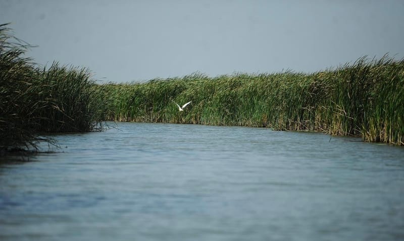 البيئة تدعو لزيادة الاطلاقات المائية إلى هور الحويزة: يعاني من كارثة بيئية بسبب الجفاف