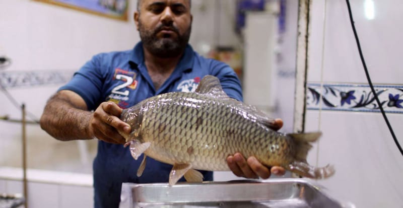 الزراعة توضح أسباب ارتفاع أسعار الأسماك بالعراق وتعلن إجراءاتها لخفضها