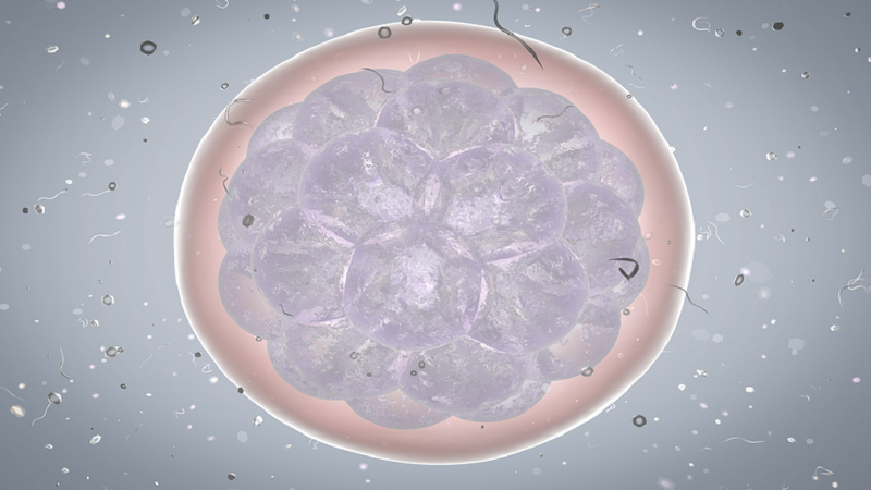 العلماء يكتشفون خلية ذاتية التدمير تحمي جنينا ناميا