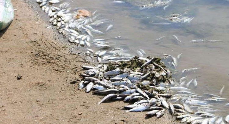 الزراعة تعلن نتائج التحقيق في نفوق الأسماك بقضاء المجر