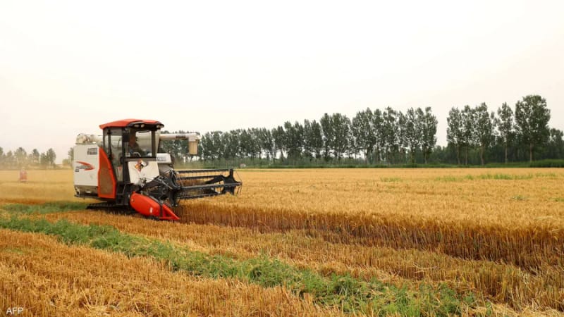 إنتاج القمح في الصين ينخفض 0.9% بسبب أضرار ناجمة عن الأمطار