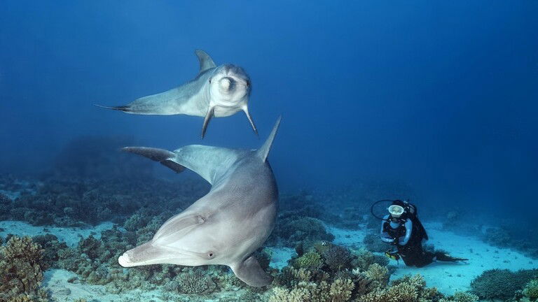 في حادثة يندر وقوعها.. دلافين تهاجم سياحا في اليابان وتصيبهم بكسور في الأضلاع وجروح