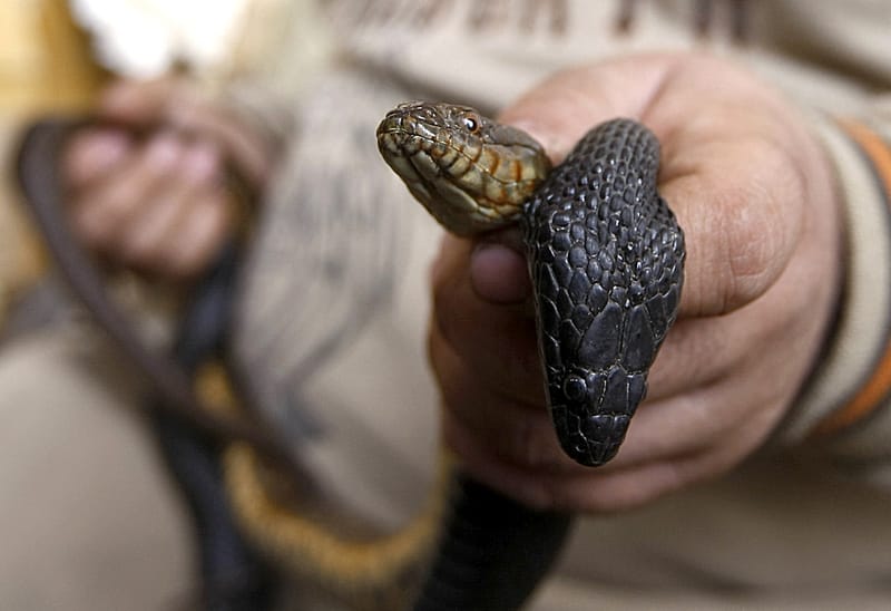 بسبب الجفاف والحرارة.. أفعى "سيد دخيل" تتكاثر وهجماتها ترتفع