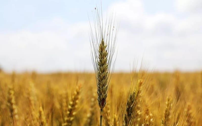 روسيا تمد مصر بكمية كبيرة من القمحإ