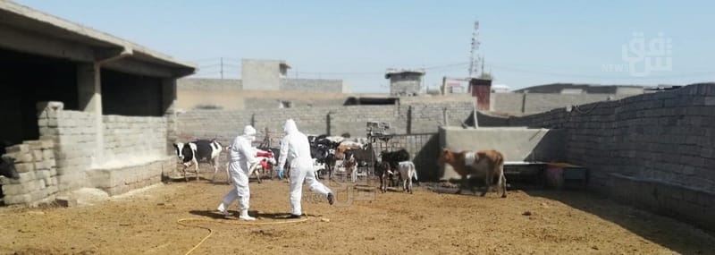 وفاة جزار بالحمى النزفية في الموصل