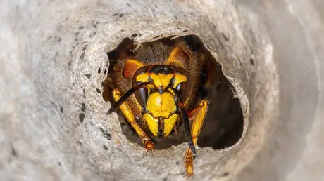 اكتشاف دبور مرعب مصاص للدماء في منطقة الأمازون