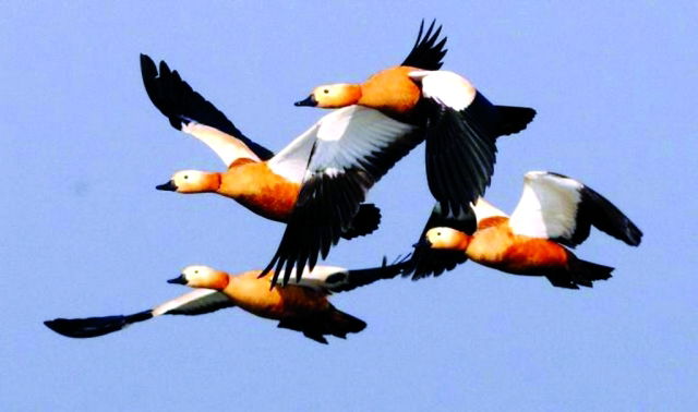 الطيور المهاجرة تغيّر وجهتها للمرة الثالثة بعيدا عن العراق