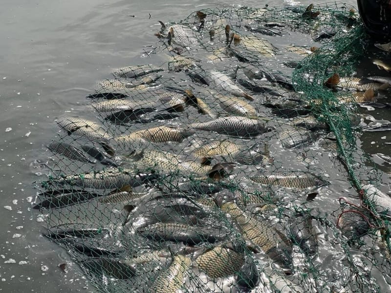 صور.. نفوق الأطنان من "الشبوط" في داقوق.. السلطات تفتح تحقيقًا بالحادثة الغامضة