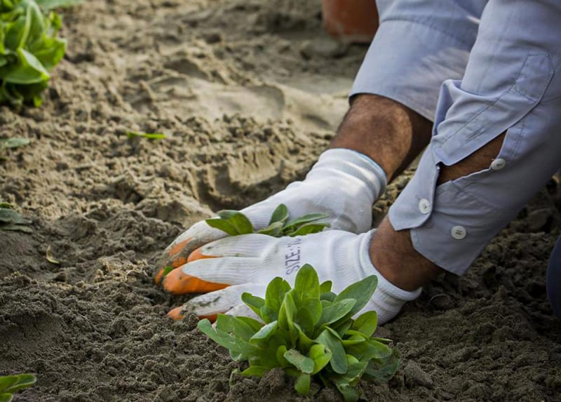 البابليون يغرسون "الألبيزيا" على الأرصفة