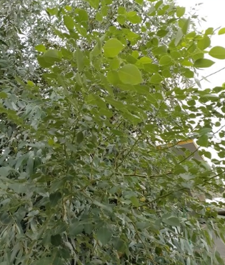 البصرة تسابق الزمن لمواجهة التطرف المناخي.. أشجار منقرضة تستعيد حياتها