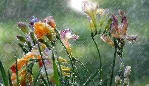 الأمطار تنجز "الرية" الشتوية في صلاح الدين