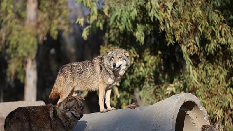 ذئاب ودببة جائعة تتجول في شوارع إسطنبول وبورصا