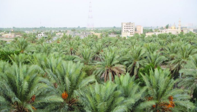 بغداد بانتظار 22 ألف شجرة تُغرس في أرضها والسوداني يتدخل لتنفيذ "الحزام الأخضر"