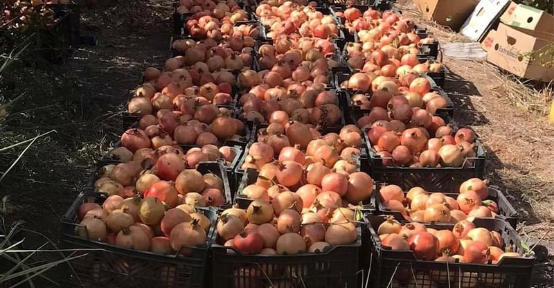 بساتين الرمان تنتعش في ديالى وأطراف كوردستان ومسؤولون يحددون الأسباب