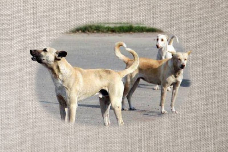 تشوهات وإعدامات.. لا رحمة للحيوانات السائبة في العراق