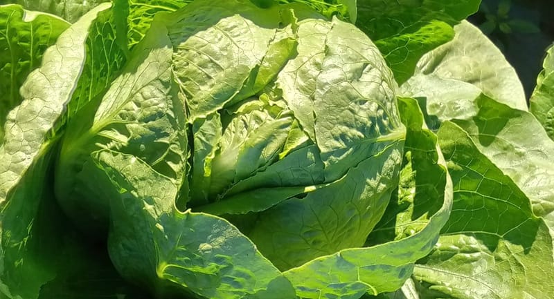 لأول مرة منذ سنوات.. أسواق ديالى خالية من الخس المستورد