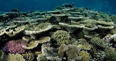 كيف يستخدم العلماء الأقمار الصناعية لتحليل التنوع البيولوجي للشعب المرجانية؟