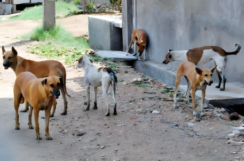 بدلاً من قتلها.. كركوك تؤسس أول محمية  للكلاب "السائبة" في العراق