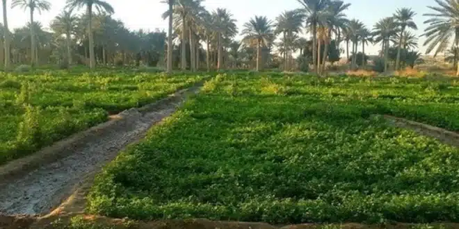 الزراعة النيابية: إقرار قانون استئجار الأراضي الزراعية يسهم في خلق مشاريع حقيقية