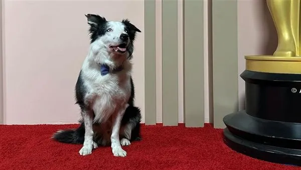 الكلب "ميسي" يثير الجدل قبل حفل جوائز الأوسكار