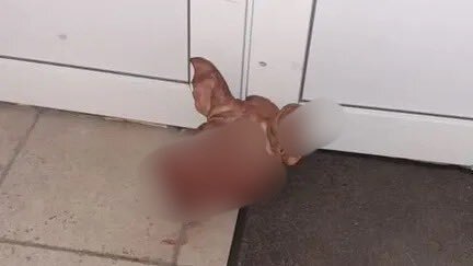 عشية اليوم الأول من رمضان.. العثور على "رأس خنزير" أمام مسجد في فرنسا