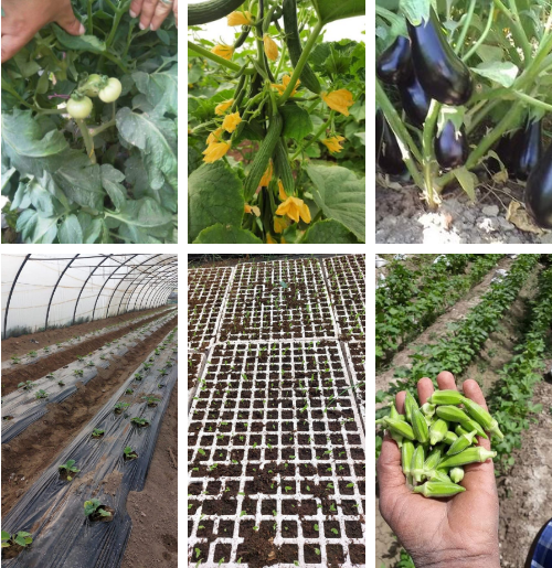 كيف نجح العراق بزراعة محاصيل هجينة في 7 محافظات؟