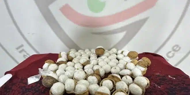 ضبط كمية كبيرة من المخدرات مخبأة داخل حبات الجوز
