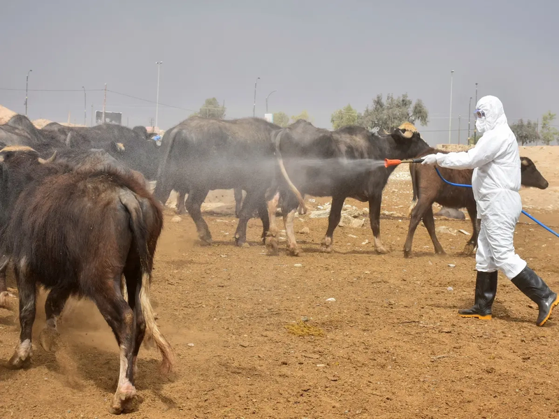 مع قرب عيد الفطر .. اتخاذ جملة من الاجراءات الوقائية للحد من انتشار "الحمى النزفية"