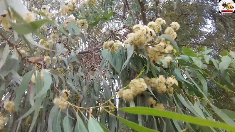 تجربة اولى من نوعها.. العراق يزرع 28 شجرة "كالبتوس استرالي" ضمن برنامج "المناحل الثابتة"