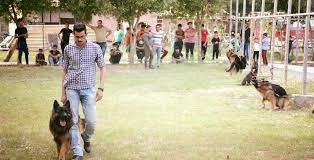 استعراضات الكلاب في الديوانية.. تجارة أم تسلية؟