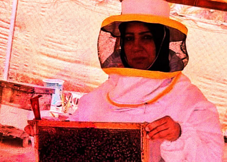 «ملكة النحل» البابلية تُشغل 100 امرأة.. ونساء المحافظة يتجهن لإنتاج العسل