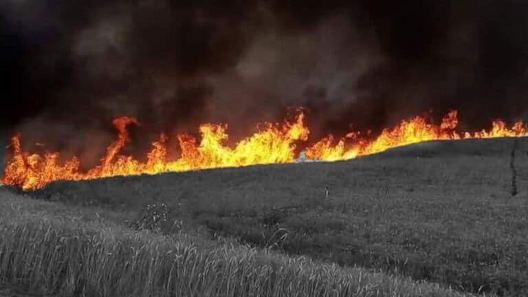 موسم حرائق حقول القمح يبدأ في النجف