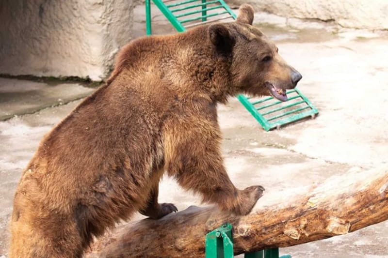 حادثة غريبة .. دبٌّ يخلعُ "كتف" مواطن بمنطقة جبلية نائية شمال العراق