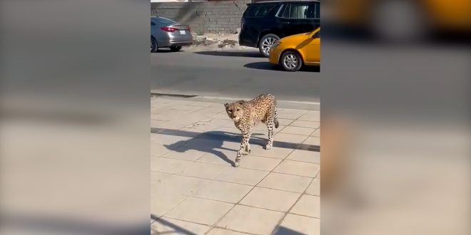 الأمن النيابية تدعو لمحاسبة المتجولين بالحيوانات المفترسة والمقصرين بمنعهم