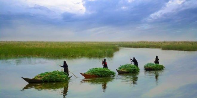 ارتفاع مستوى المياه ينعش اهوار العراقيون