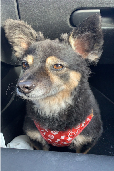 I nostri amici a quattro zampe