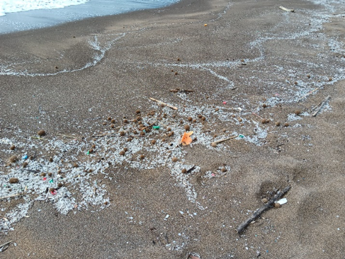 Resti sulla spiaggia di Bosa Marina: le velelle