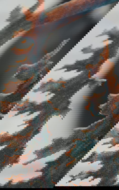 Heat Treated Metal, Live Edge Barnwood Cryptid Designs