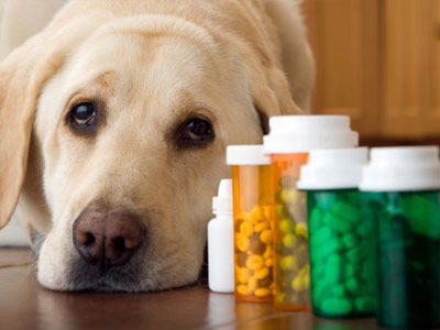 Pet Meds